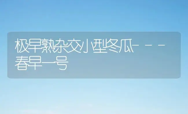 极早熟杂交小型冬瓜---春早一号 | 植物百科
