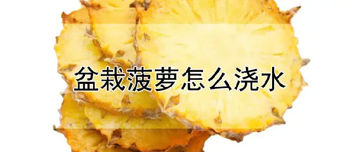 盆栽菠萝怎么浇水