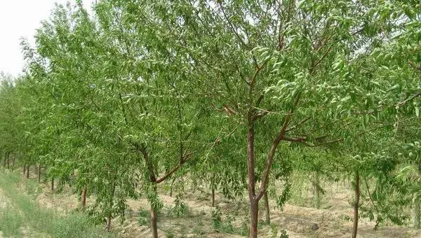 桃树科学种植技术