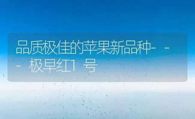 品质极佳的苹果新品种---极早红1号 | 植物百科