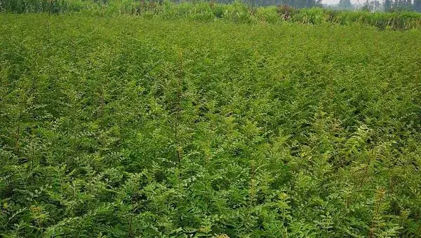 花椒苗怎么种植，花椒苗种植时间与技术