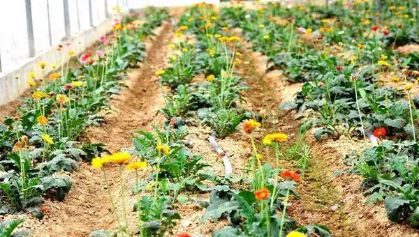 非洲菊种子怎么发芽 非洲菊种子种植方法与注意事项