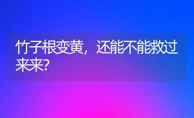 竹子根变黄，还能不能救过来来？ | 植物问答