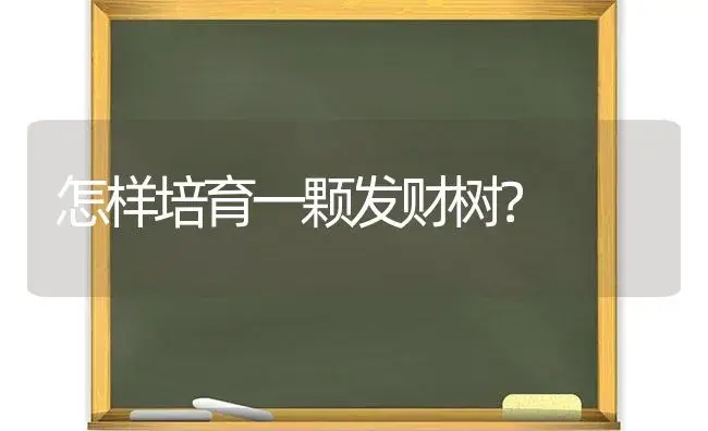 怎样培育一颗发财树？ | 植物问答