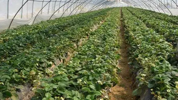草莓立体栽培技术 草莓种子的种植方法