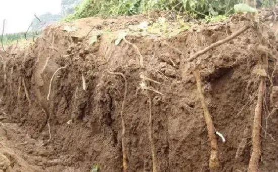 高质量山药种植环境要求