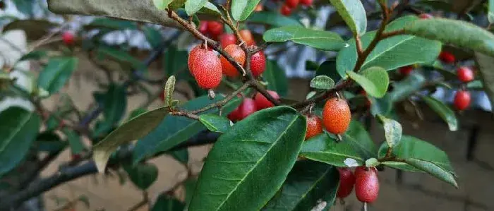 羊奶果种植技术