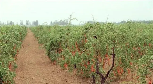 枸杞落花落果的原因及防治方法