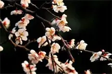 园林景观：梅花养护月历