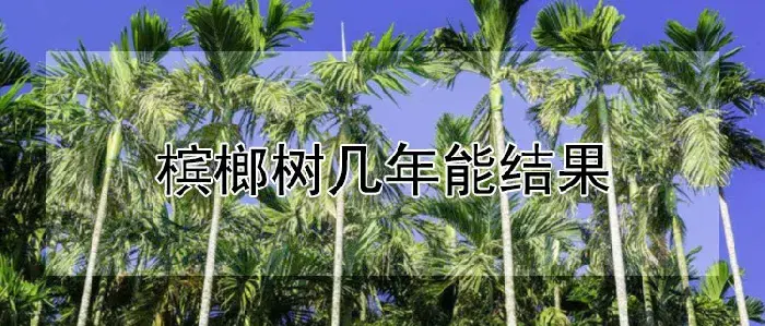 槟榔树几年能结果