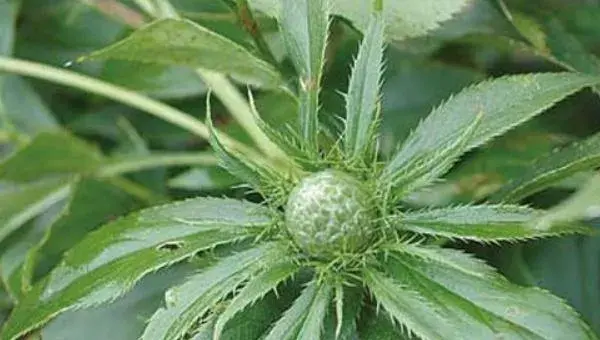 2018种白术赚钱吗？白术种植的利润与投资成本及前景预测