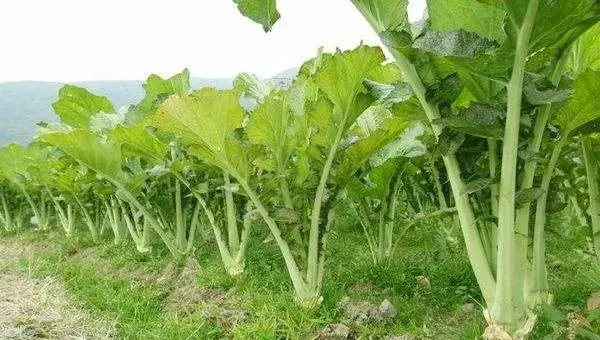 2018种芥菜赚钱吗？芥菜种植的利润与投资成本及前景预测