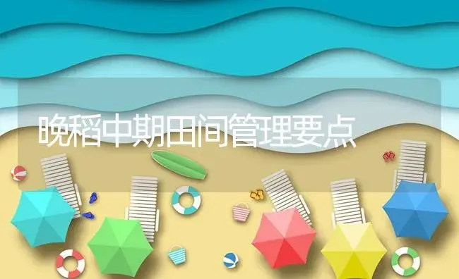 晚稻中期田间管理要点 | 植物资料