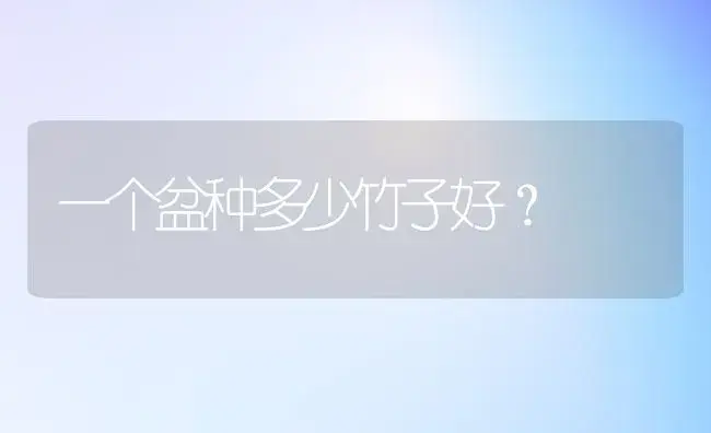 一个盆种多少竹子好？ | 植物问答