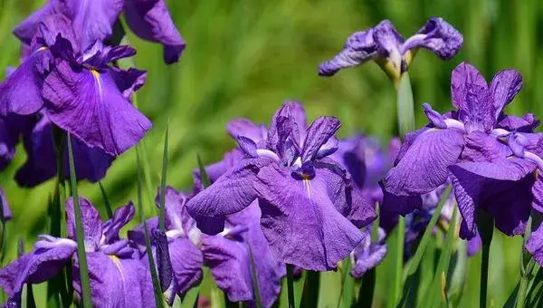 花菖蒲怎么种 花菖蒲种植方法与注意事项