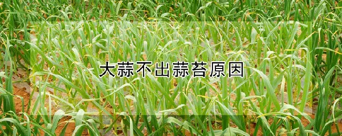 大蒜不出蒜苔原因