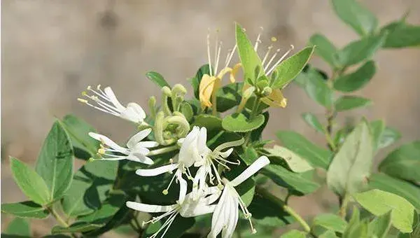 金银花怎么种植 金银花种植技术