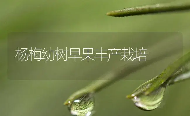 杨梅幼树早果丰产栽培 | 植物百科