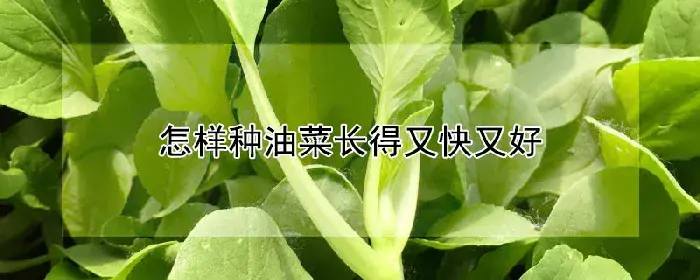 怎样种油菜长得又快又好