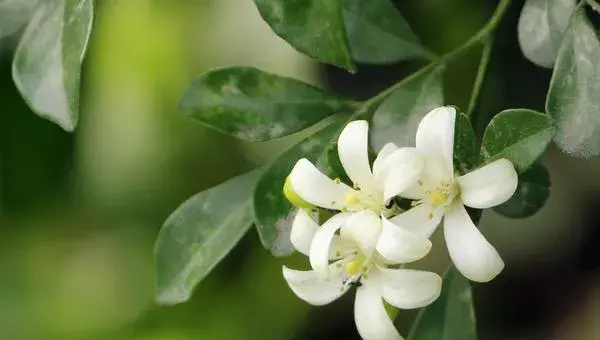 七里香什么时候开花 七里香花期是几月