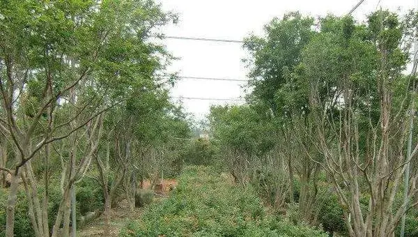 嘉宝果种植条件和区域，适宜温度22至25度