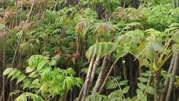 大棚香椿树的种植方法