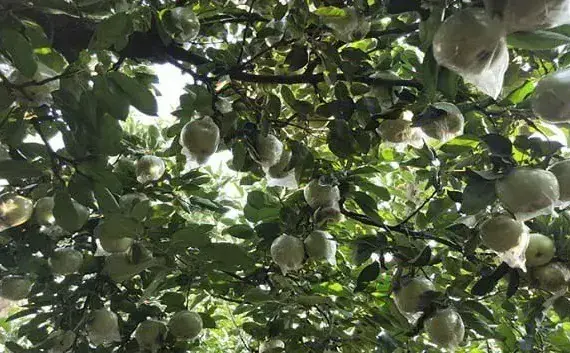 苹果套袋后容易出现什么问题？