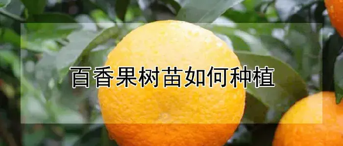 百香果树苗如何种植