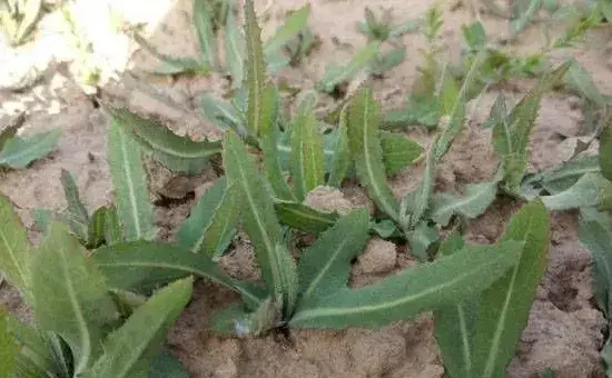 曲麻菜人工栽种方法技术