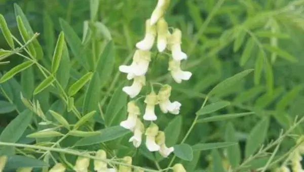 2018种苦参赚钱吗？苦参种植的利润与投资成本及前景预测