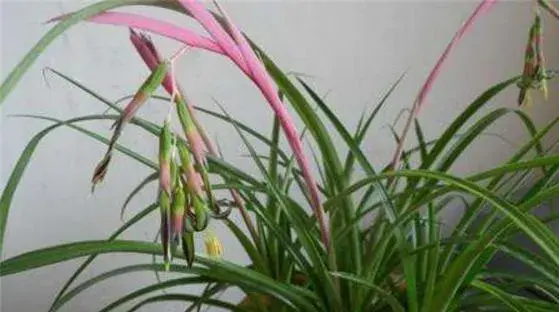 垂花水塔花怎么养 垂花水塔花养殖方法与注意事项