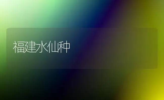 福建水仙种 | 植物知识