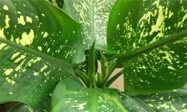 万年青叶色发黄原因及解决方法