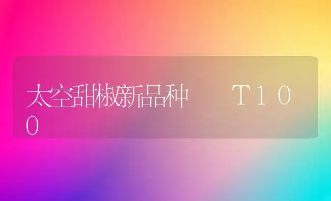 太空甜椒新品种――T100 | 植物科普