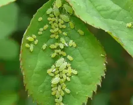 蚜虫的有效防治方法有哪些？