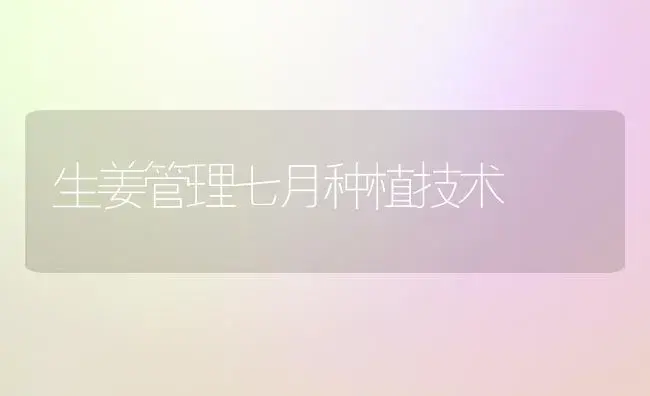生姜管理七月种植技术 | 植物百科