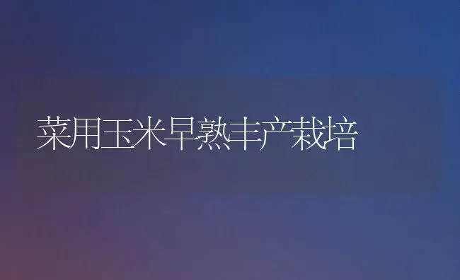 菜用玉米早熟丰产栽培 | 植物科普