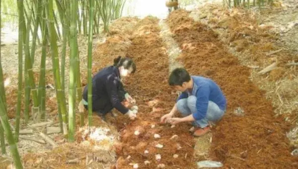 竹荪怎么种植 竹荪种植时间及技术