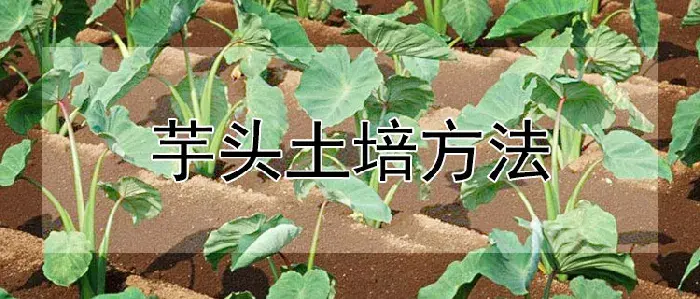 芋头土培方法