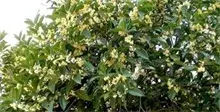 单干桂花栽培技术