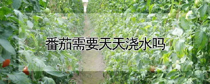 番茄需要天天浇水吗