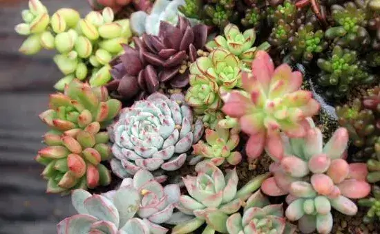 宝石花掉下来是怎么了，可能是以下5种原因导致