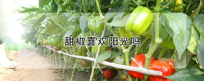 甜椒喜欢阳光吗