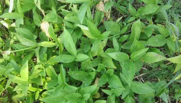 2018种半夏赚钱吗？半夏种植的利润与投资成本及前景预测