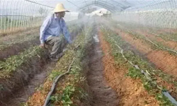 冬季辣椒浇水注意事项