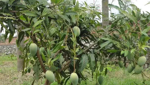 4招显著提高芒果座果率，迅速提升芒果市场销量