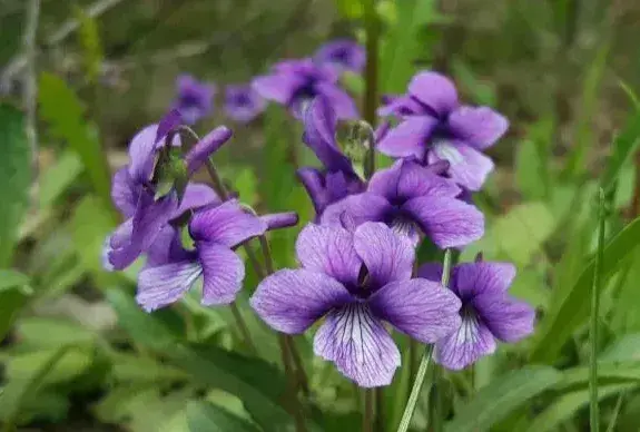 紫花地丁种植时间及方法