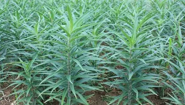 食用百合的种植方法