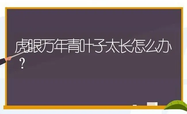 虎眼万年青叶子太长怎么办？ | 植物问答