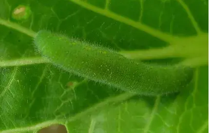 阿维菌素毒性分析